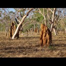 Termiten scheinen das Outback zu beherrschen